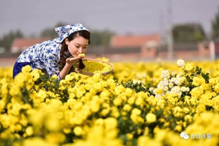 云臺冰菊基地發(fā)生了什么？一批批領(lǐng)導專家團隊前來！
