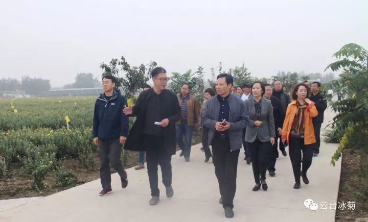云臺冰菊基地發(fā)生了什么？一批批領(lǐng)導(dǎo)專家團(tuán)隊前來！