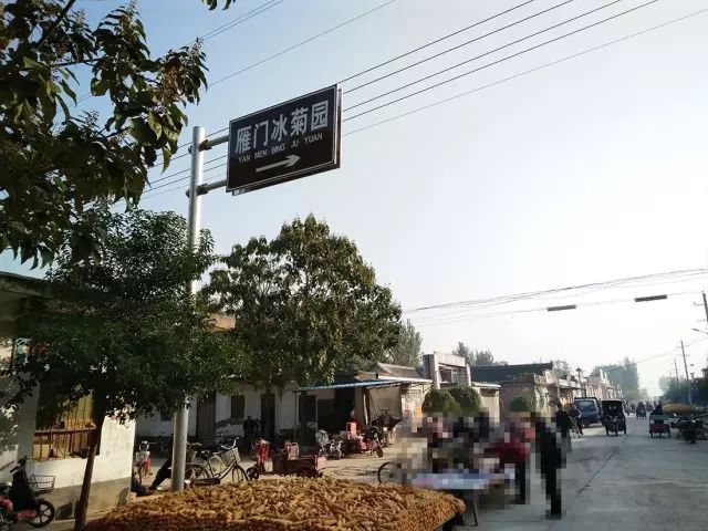 如何找到云臺冰菊？怎樣找到云臺冰菊？